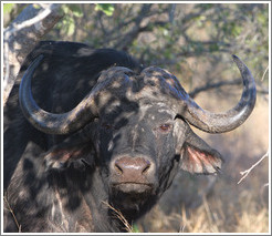 Cape Buffalo (Species: Syncerus caffer)