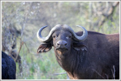 Cape Buffalo.