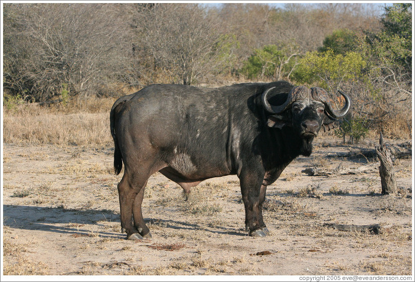 Cape Buffalo (Species: Syncerus caffer)