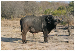 Cape Buffalo (Species: Syncerus caffer)
