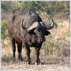 Cape Buffalo (Species: Syncerus caffer) with a bird on its back.