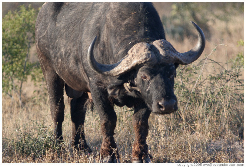 Cape Buffalo (Species: Syncerus caffer) with a bird in its ear.