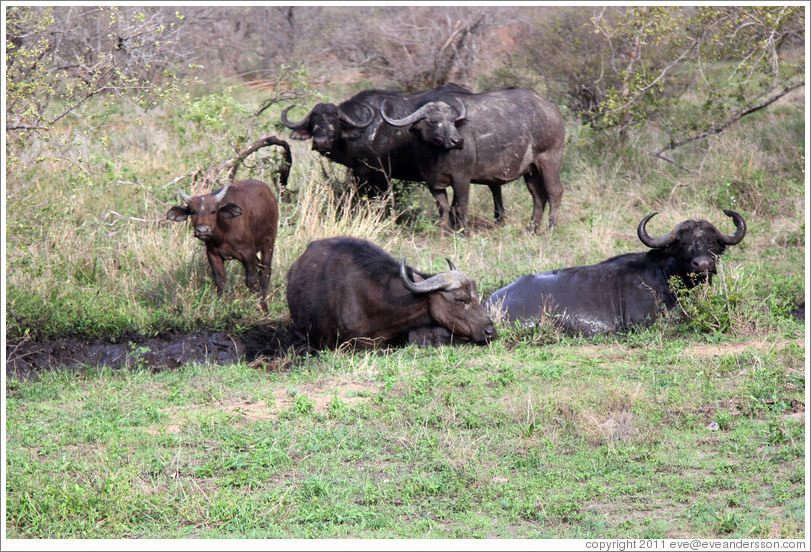 Cape Buffalo bathing in mud.
