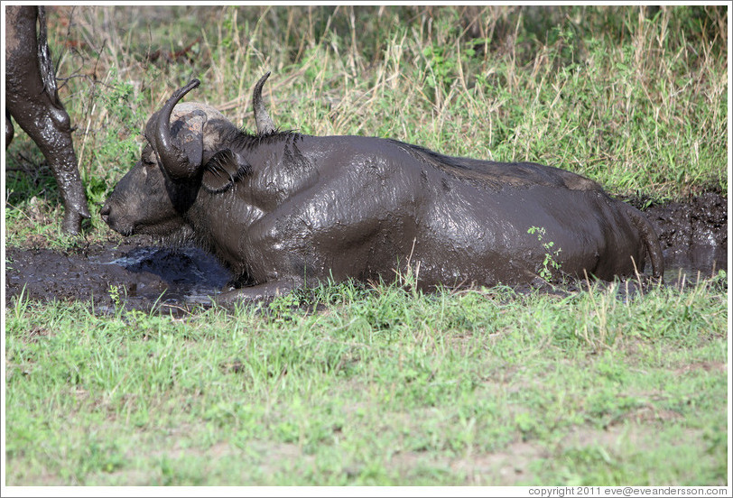 Cape Buffalo bathing in mud.