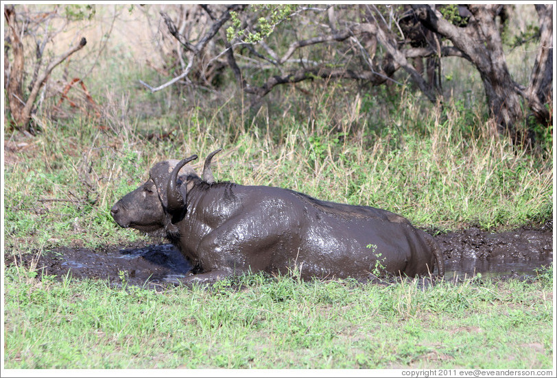 Cape Buffalo bathing in mud.