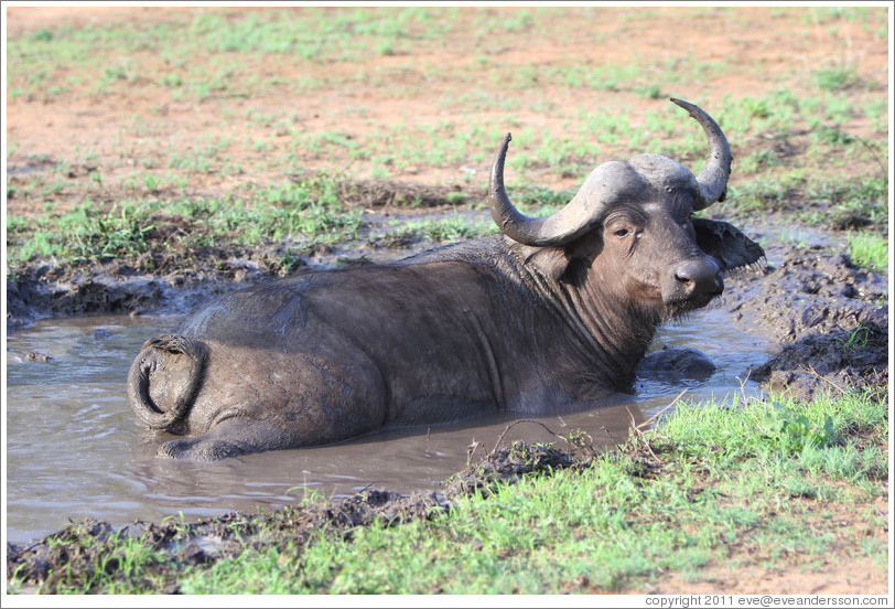 Cape Buffalo bathing in mud.