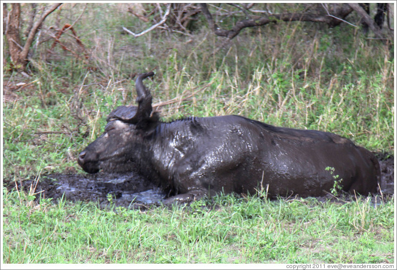 Cape Buffalo bathing in mud.