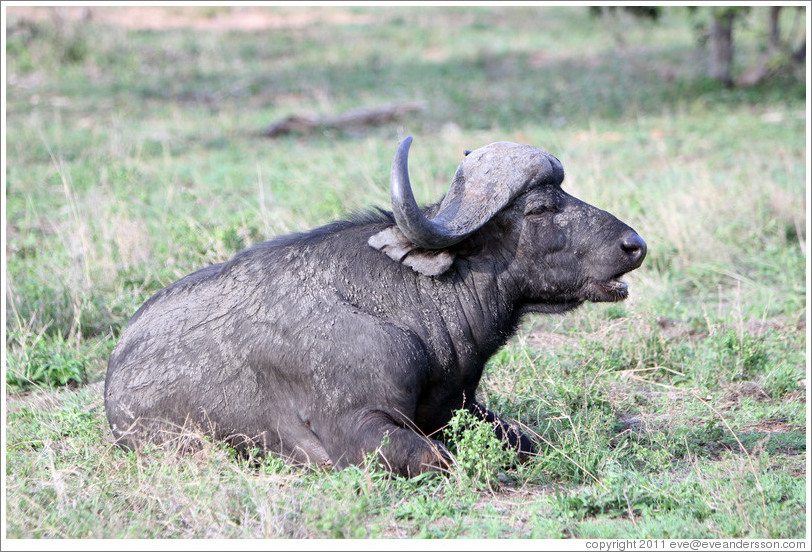 Cape Buffalo sitting.