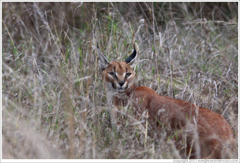 Caracal, an elusive lynx-like cat.