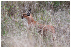 Caracal, side view.