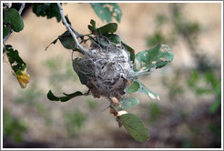 The nest of the Communal Nest Spider.