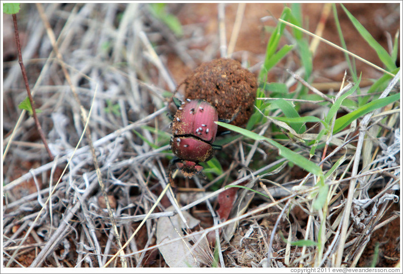 Dung beetle, rolling a ball of animal dung.  The beetle is covered with smaller insects.
