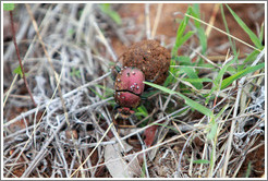 Dung beetle, rolling a ball of animal dung.  The beetle is covered with smaller insects.