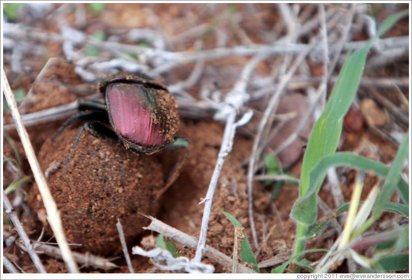 Dung beetle, rolling a ball of animal dung.
