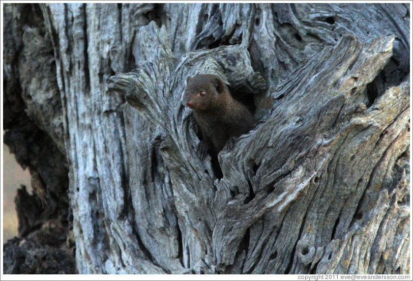 Dwarf mongoose, peeking out of a hole in a tree.
