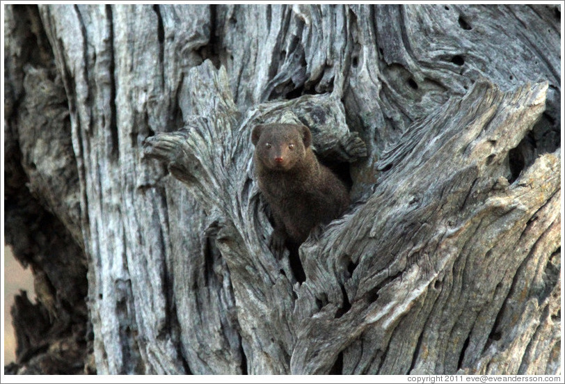 Dwarf mongoose, peeking out of a hole in a tree.