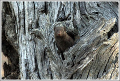 Dwarf mongoose, peeking out of a hole in a tree.