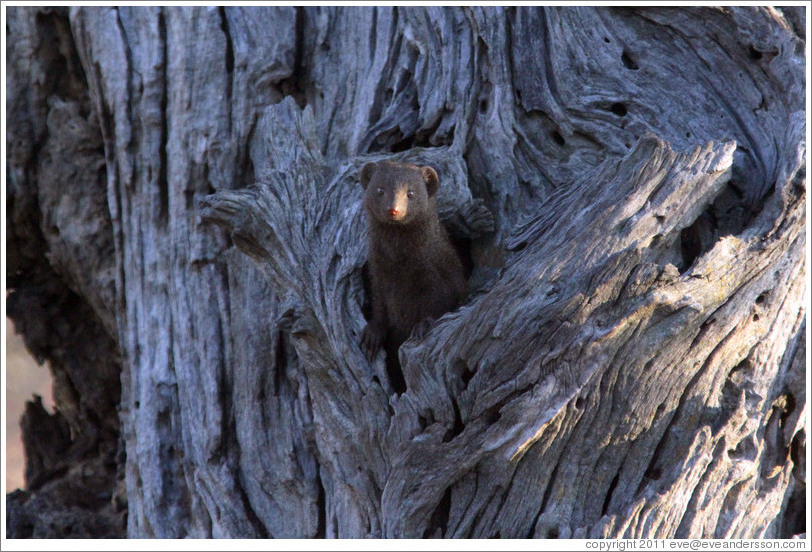 Dwarf mongoose, peeking out of a hole in a tree.