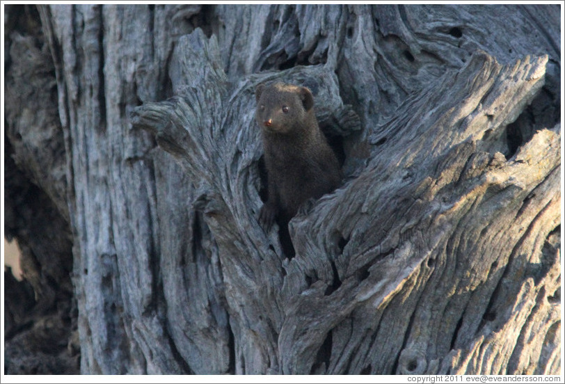 Dwarf mongoose, peeking out of a hole in a tree.