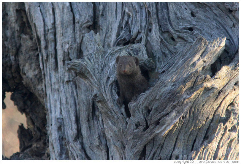 Dwarf mongoose, peeking out of a hole in a tree.