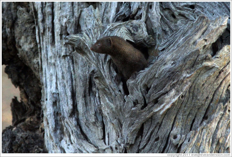 Dwarf mongoose, peeking out of a hole in a tree.