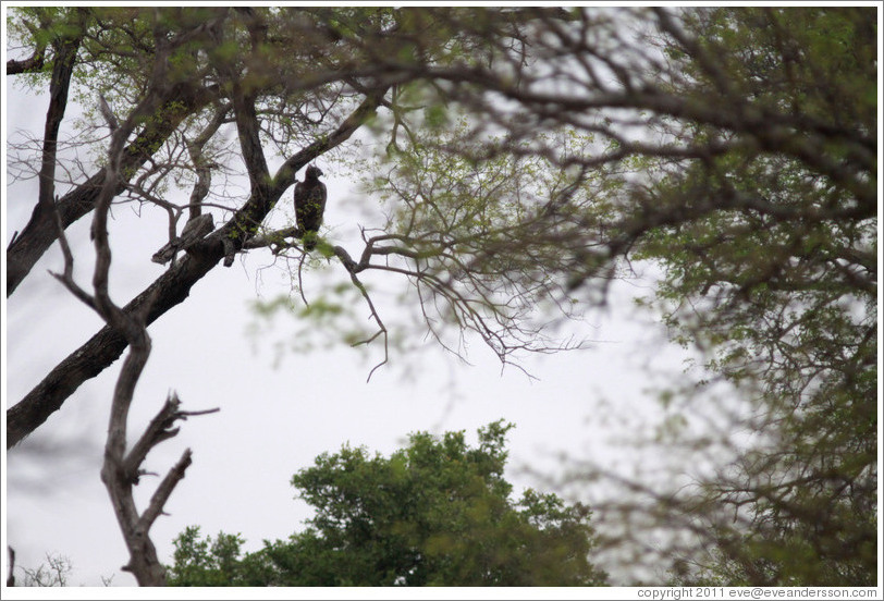 Eagle sitting in a tree.