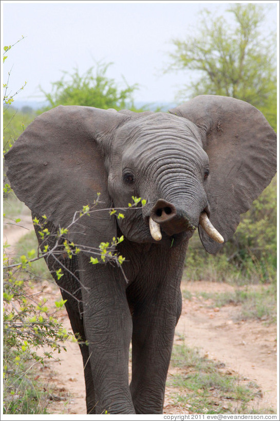 Elephant eating acacia leaves.