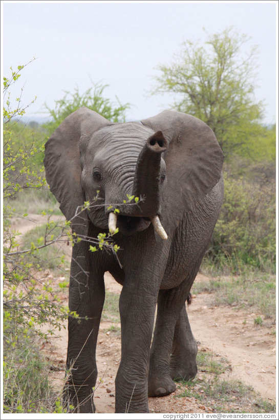 Elephant eating acacia leaves.
