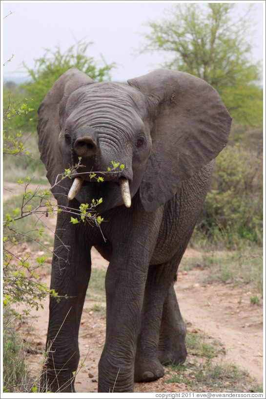 Elephant eating acacia leaves.