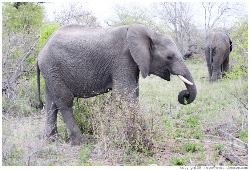 Elephant eating leaves.
