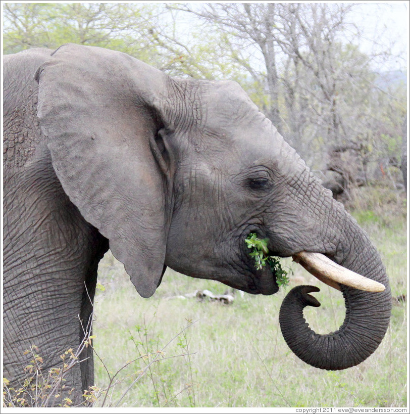 Elephant eating leaves.