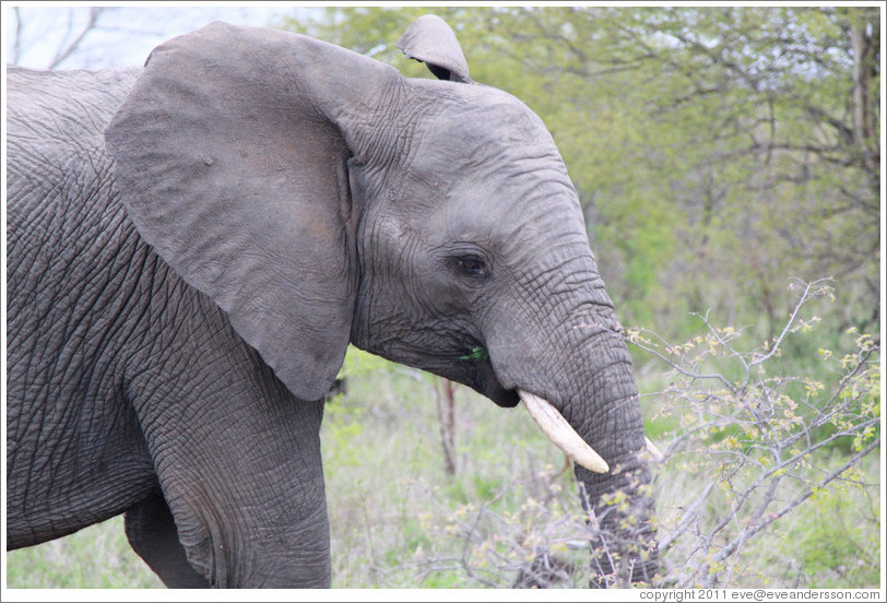 Elephant eating leaves.