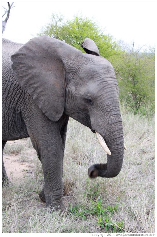 Elephant eating leaves.
