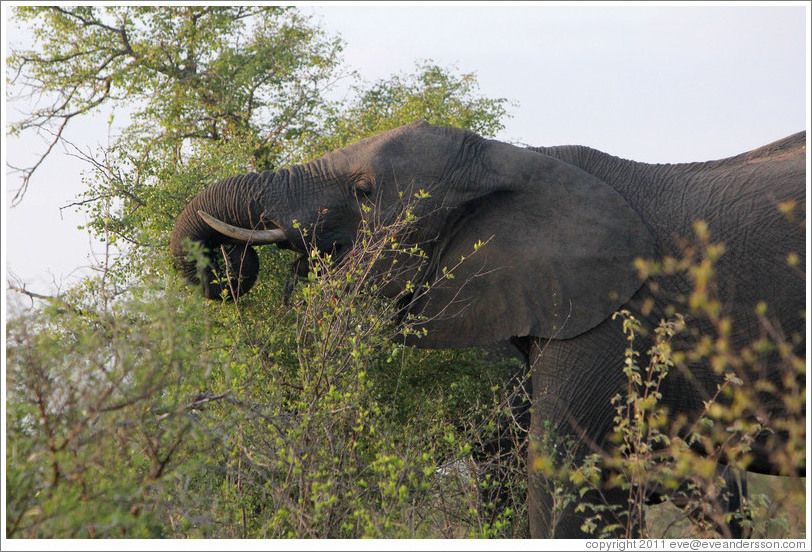 Elephant eating leaves.