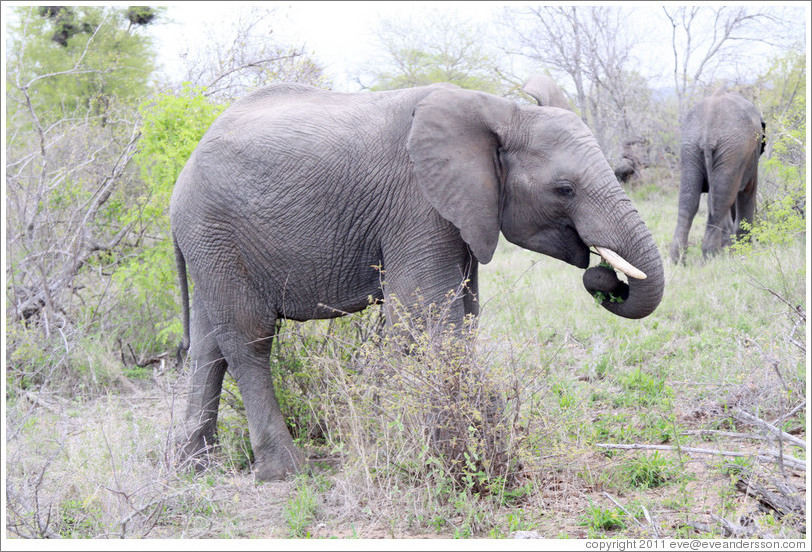 Elephant eating leaves.