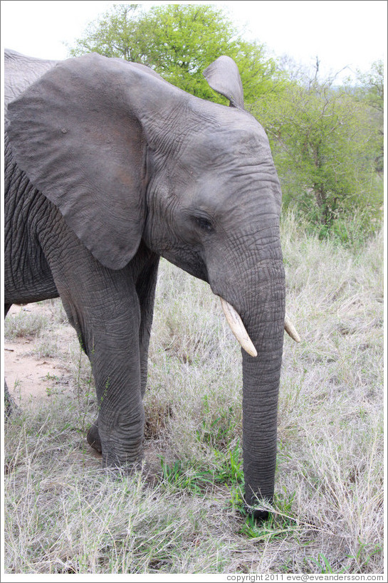 Elephant eating leaves.