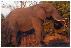 Male elephant (Species: African elephant, Loxodonta africana).