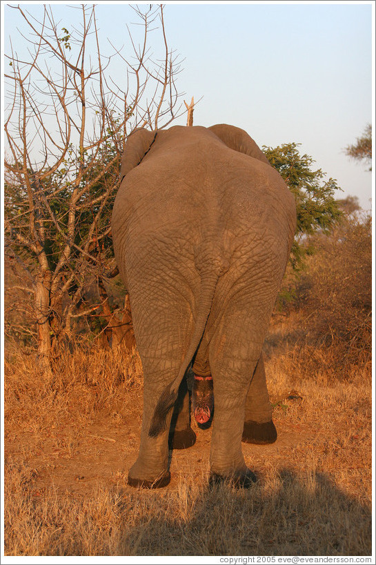 Male elephant (Species: African elephant, Loxodonta africana).