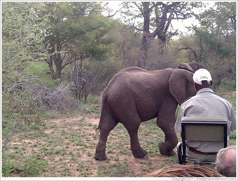 Elephant passing in front of our Land Rover.