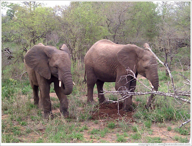 Elephants eating leaves.