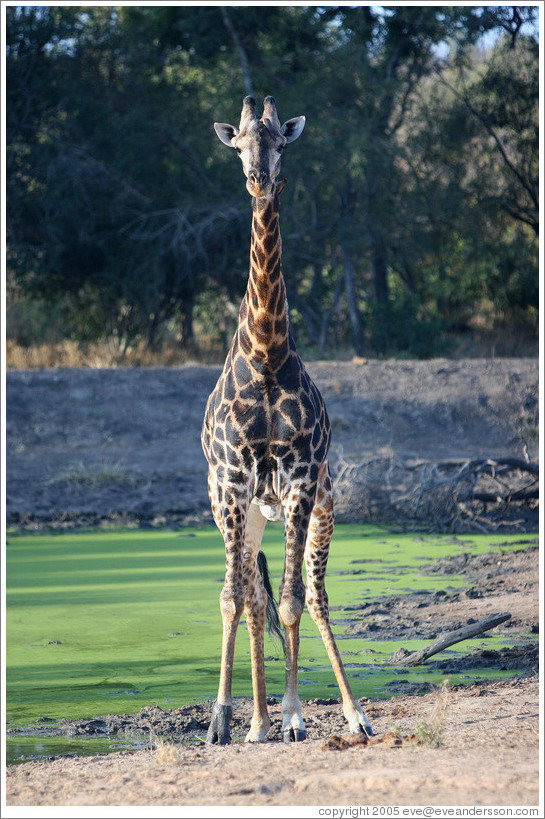 Giraffe by a watering hole.
