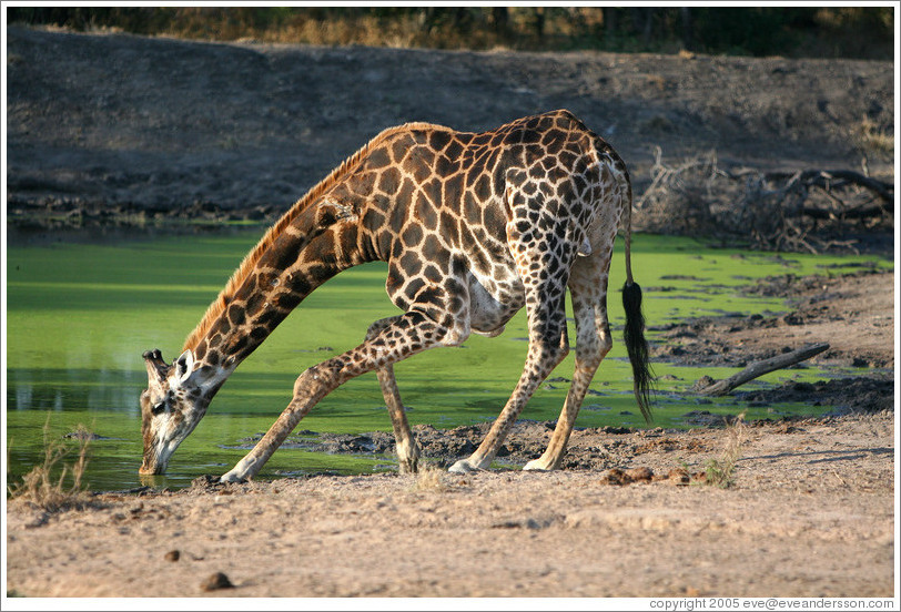 Giraffe drinking from a watering hole.