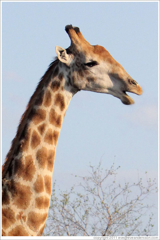 Giraffe with open mouth.