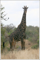Giraffe with bird on neck.