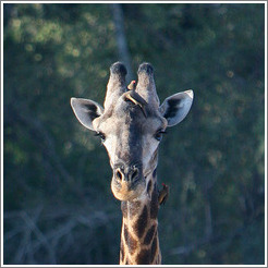 Giraffe with multiple birds on neck and head.