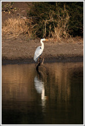 Grey heron.