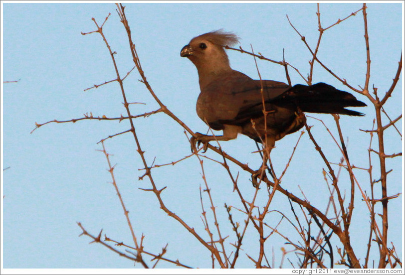 Go-away Bird (Grey Lourie).