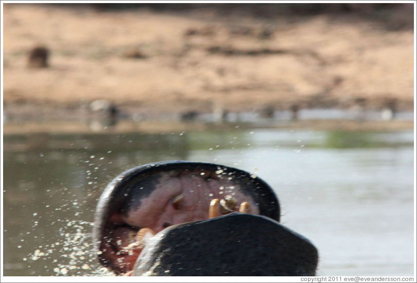 Hippopotamus mouth emerging from the water.