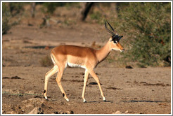 Impala, an African member of the antelope family.  (Species: Aepyceros melampus)