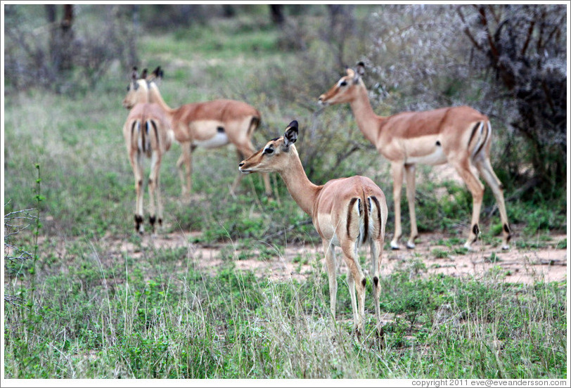 Impala from behind.